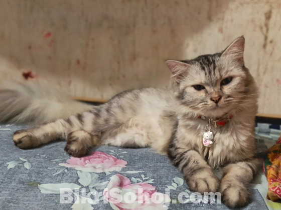 পার্সিয়ান বিড়াল (Fmale)